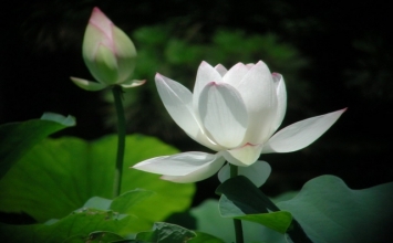Chiếc mặt nạ